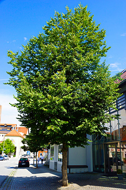 Foto eines gesunden Baums Nähe Rathausplatz