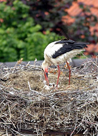 Storch mit Jungen im Nest